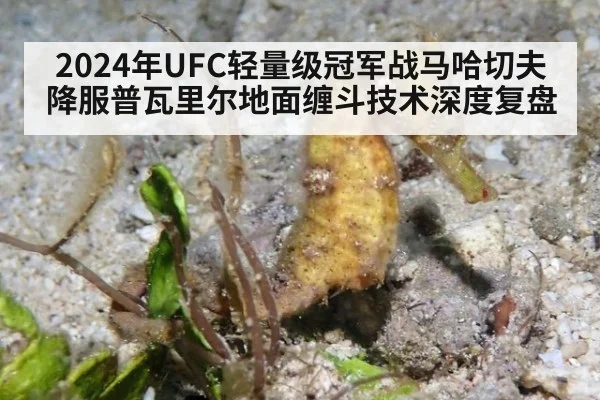 2024年UFC轻量级冠军战马哈切夫降服普瓦里尔地面缠斗技术深度复盘